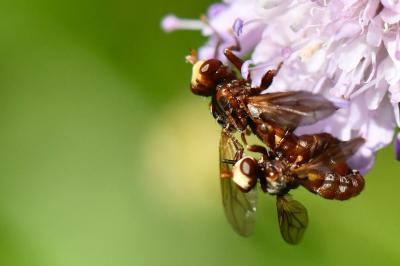 <i>Sicus ferrugineus</i>