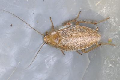 <i>Ectobius pallidus</i>