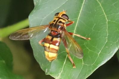 <i>Milesia crabroniformis</i>