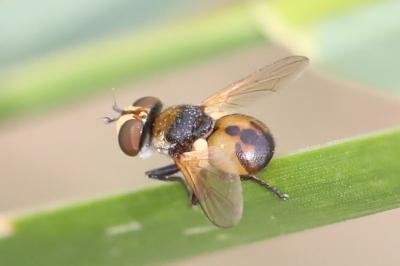 <i>Cistogaster globosa</i>
