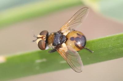 <i>Cistogaster globosa</i>