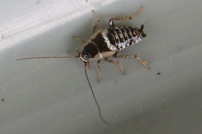 <i>Planuncus vinzi</i>