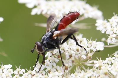 <i>Cylindromyia bicolor</i>