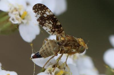 <i>Oxyna flavipennis</i>