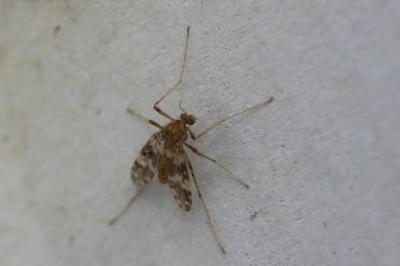 <i>Psectrotanypus varius</i>