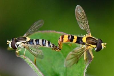<i>Sphaerophoria scripta</i>