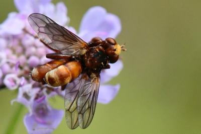 <i>Sicus ferrugineus</i>