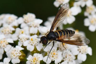 <i>Lomatia lateralis</i>