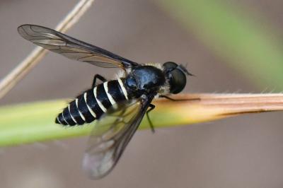<i>Lomatia lateralis</i>