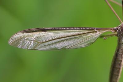 <i>Tipula paludosa</i>