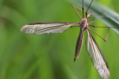<i>Tipula paludosa</i>