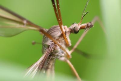 <i>Tipula paludosa</i>