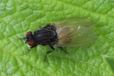 <i>Minettia longipennis</i>