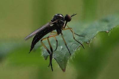 Empis nigritarsis
