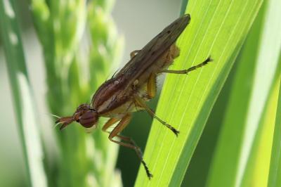 <i>Ilione albiseta</i>