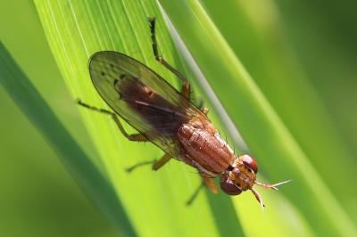 <i>Ilione albiseta</i>