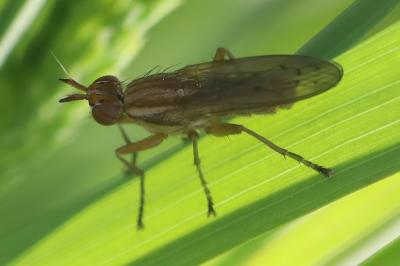 <i>Ilione albiseta</i>