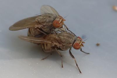 <i>Minettia fasciata</i>