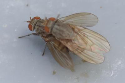 <i>Minettia fasciata</i>
