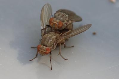 <i>Minettia fasciata</i>