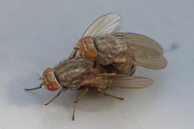 Minettia fasciata
