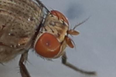 <i>Minettia fasciata</i>