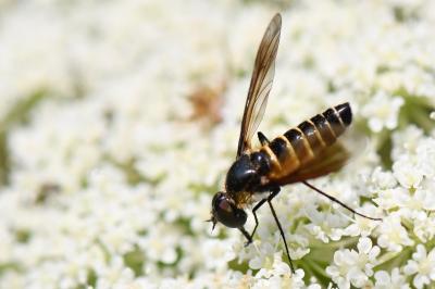 <i>Lomatia lateralis</i>