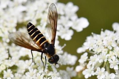 <i>Lomatia lateralis</i>