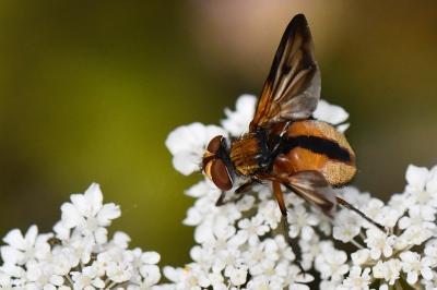 <i>Ectophasia crassipennis</i>