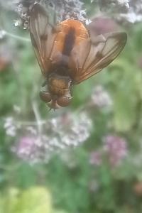<i>Ectophasia crassipennis</i>
