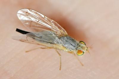 <i>Acanthiophilus helianthi</i>