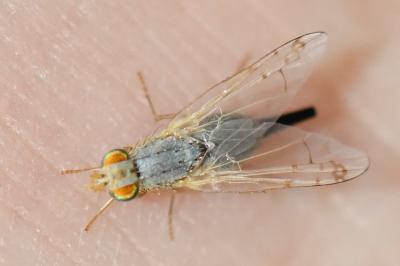 <i>Acanthiophilus helianthi</i>