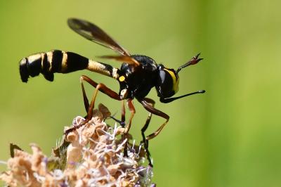 <i>Physocephala rufipes</i>