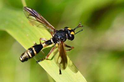 <i>Physocephala rufipes</i>