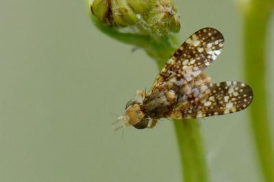<i>Oxyna flavipennis</i>