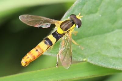 <i>Sphaerophoria scripta</i>