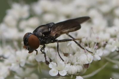 <i>Chrysogaster solstitialis</i>