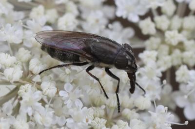 <i>Stomorhina lunata</i>