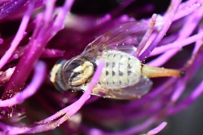 <i>Terellia longicauda</i>