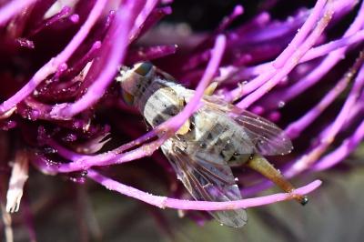 <i>Terellia longicauda</i>