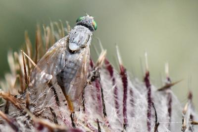 <i>Terellia longicauda</i>