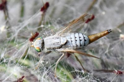 <i>Terellia longicauda</i>