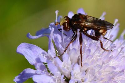 <i>Sicus ferrugineus</i>