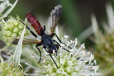 <i>Cylindromyia bicolor</i>