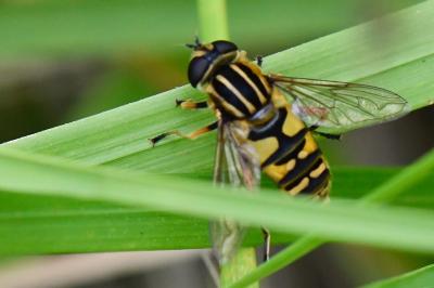 <i>Helophilus pendulus</i>
