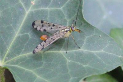 <i>Panorpa germanica</i>