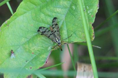 Mouche scorpion, Panorpe commune