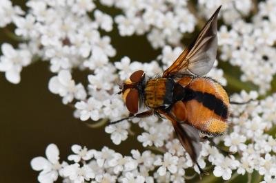 <i>Ectophasia crassipennis</i>