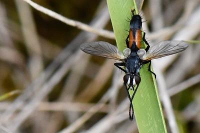 <i>Cylindromyia</i>