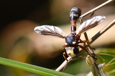 <i>Physocephala vittata</i>